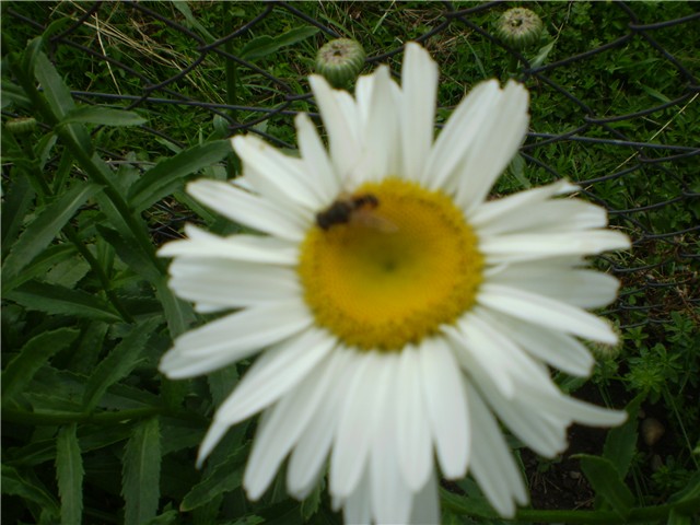 ivančica